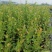 H5蓝莓苗/H5蓝莓苗价格/H5蓝莓苗品种介绍