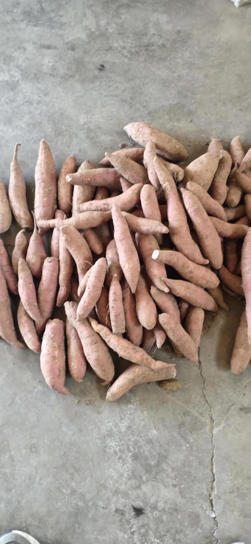 西瓜红种薯大量有货，量小勿扰