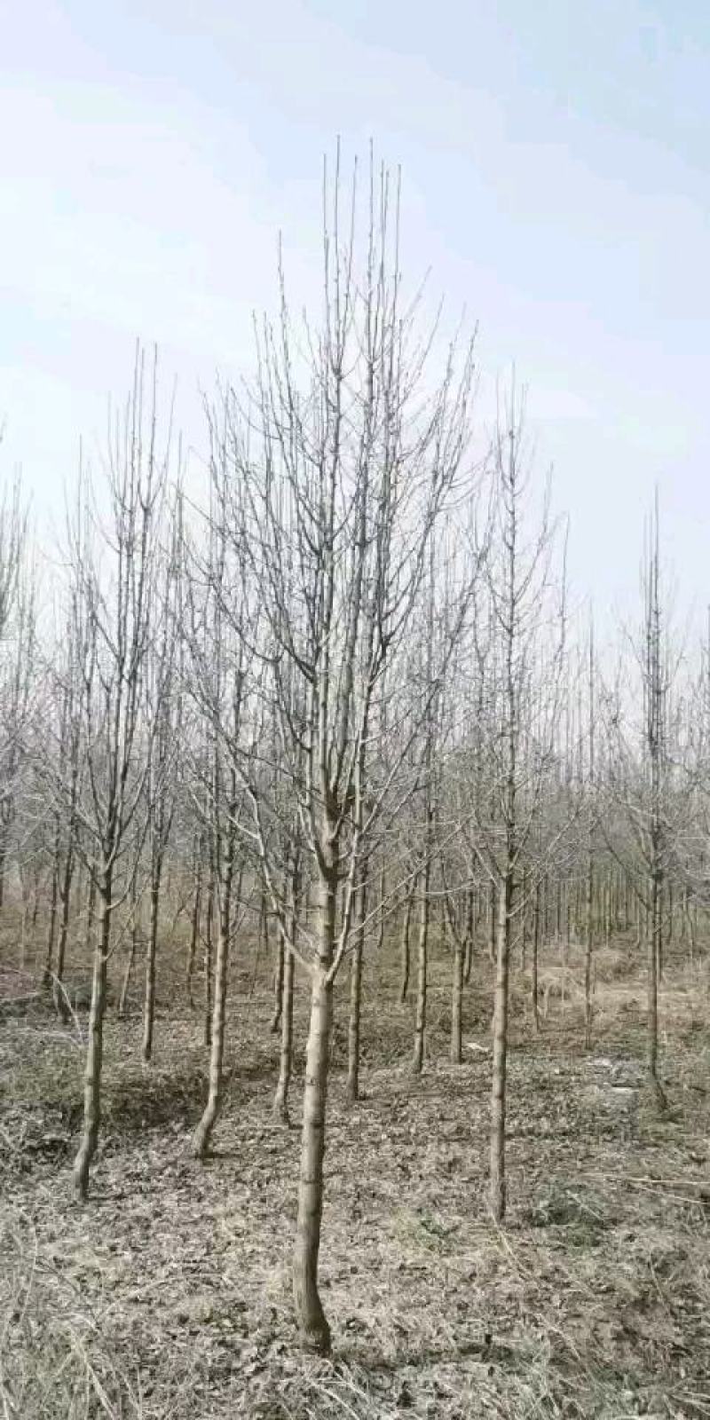 彩叶豆梨娜塔莉蓝冰柏苗圃大量供应大小规格均有