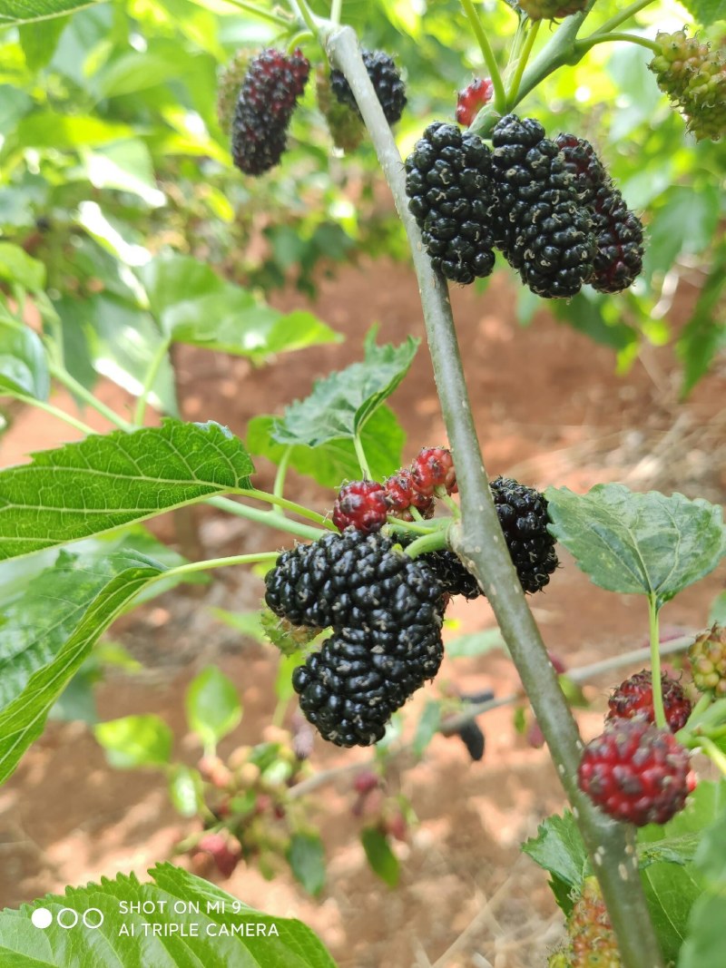 桑葚西昌德昌攀枝花全国空运当天配送到货