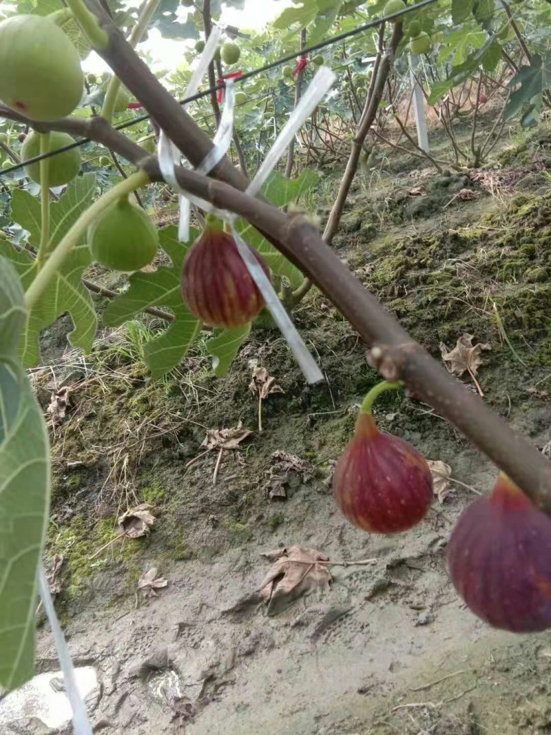 无花果全年不间断供应四川云南四川基地