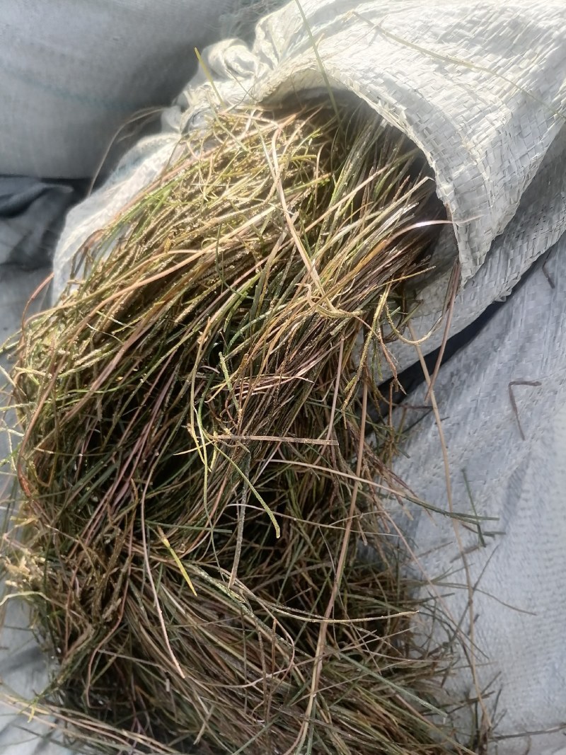 篦齿眼子菜（龙须草）虾蟹养殖改善水质绿化环境