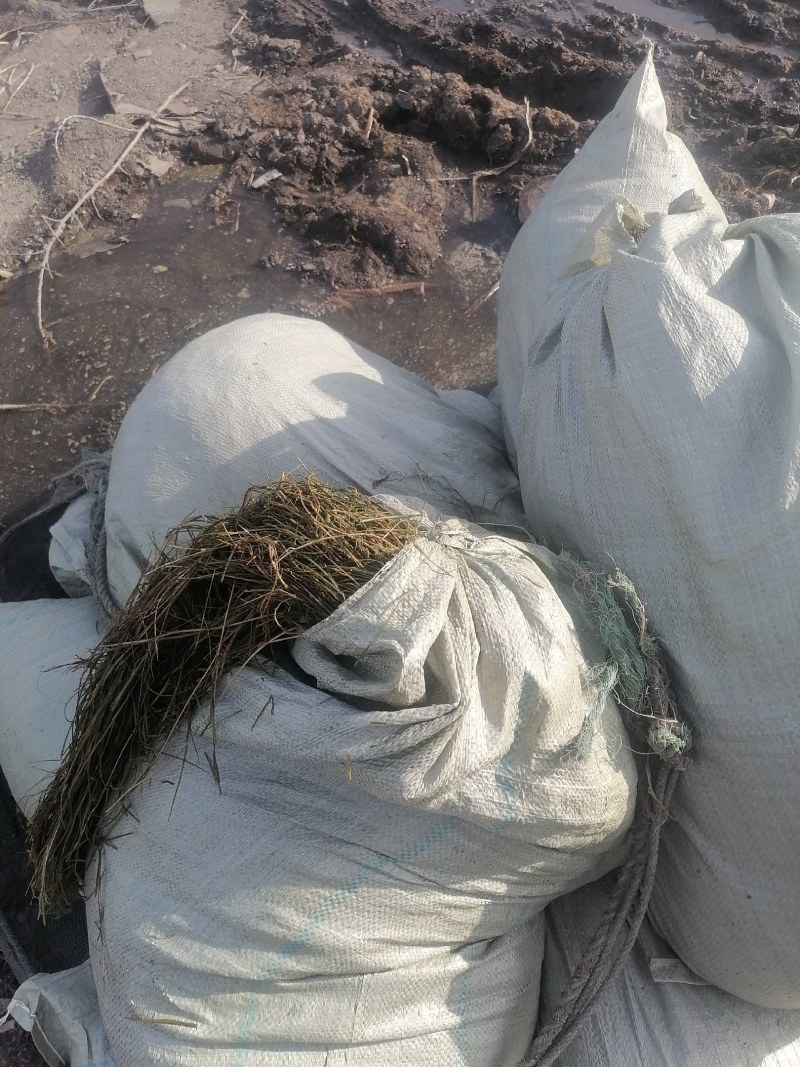 篦齿眼子菜（龙须草）虾蟹养殖改善水质绿化环境