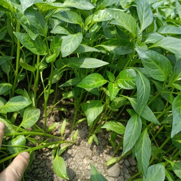 湖南邵阳辣椒苗基地：大量高品质线椒苗批发零售