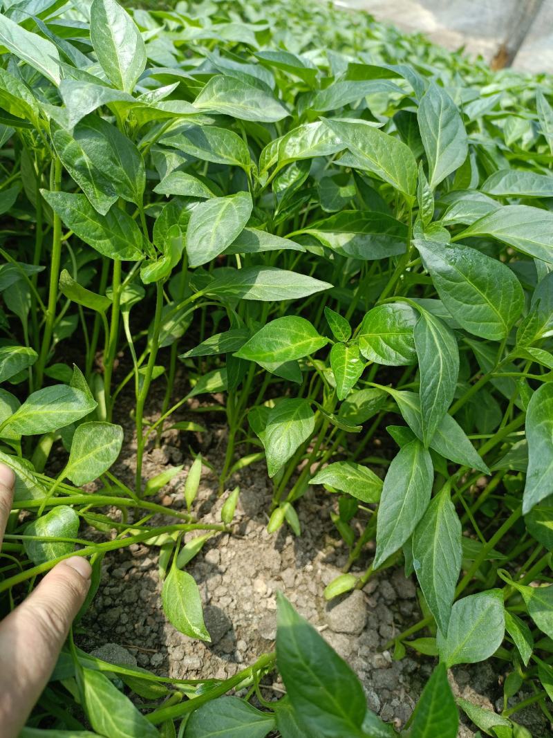 湖南邵阳辣椒苗基地：大量高品质线椒苗批发零售
