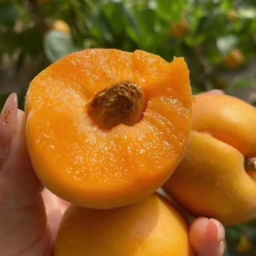 陕西大荔县温室大棚金太阳杏，凯特杏，珍珠油杏等上市