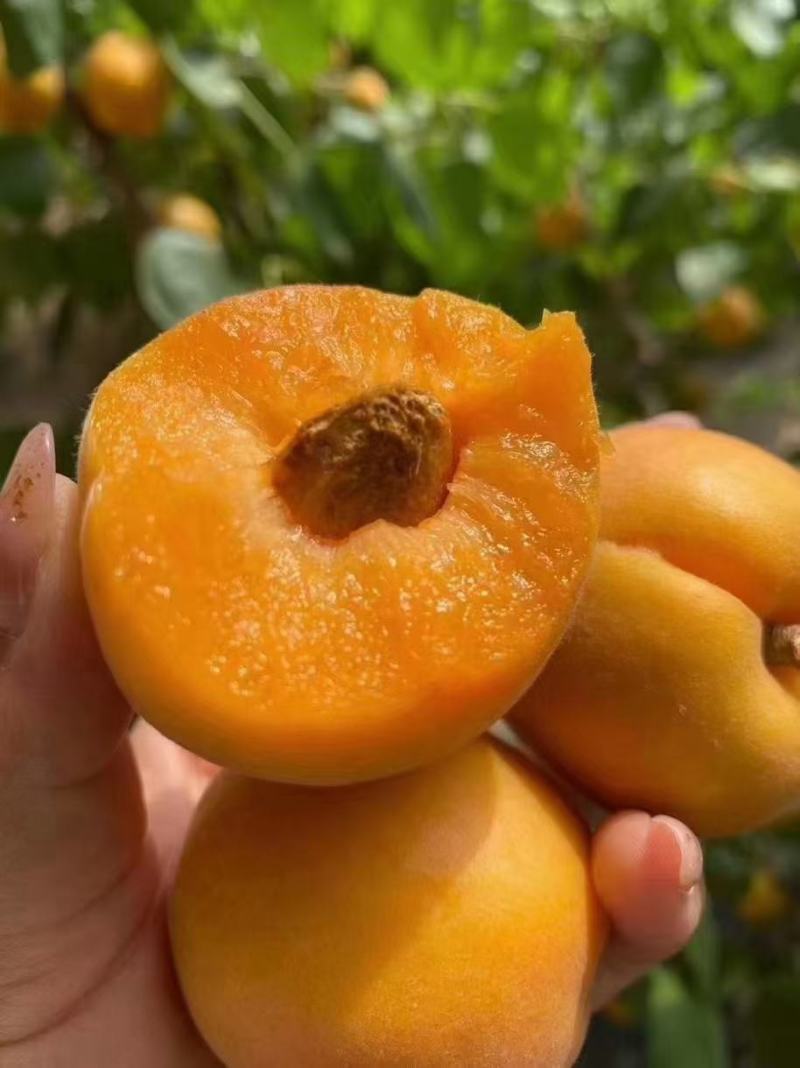 陕西大荔县温室大棚金太阳杏，凯特杏，珍珠油杏等上市