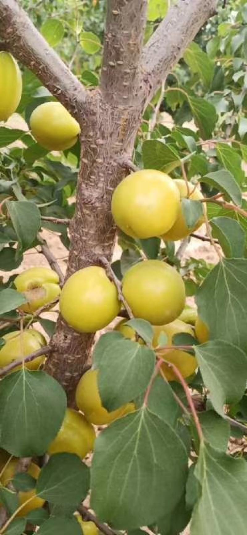 陕西大荔县温室大棚金太阳杏，凯特杏，珍珠油杏等上市