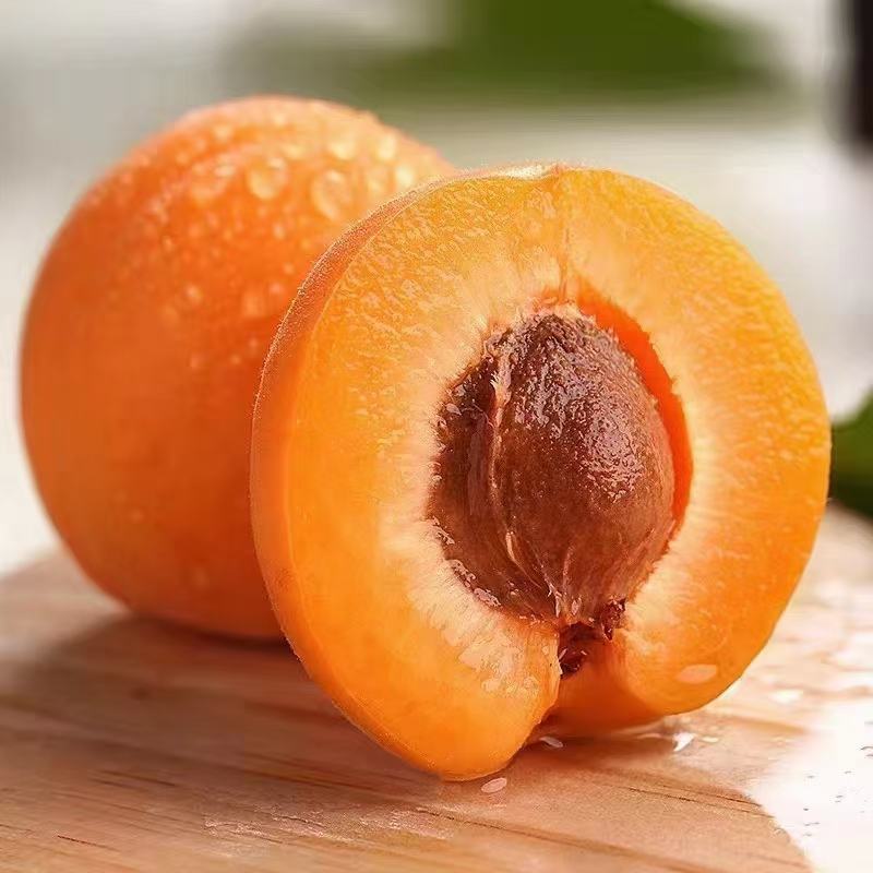 陕西大荔县温室大棚金太阳杏，凯特杏，珍珠油杏等上市