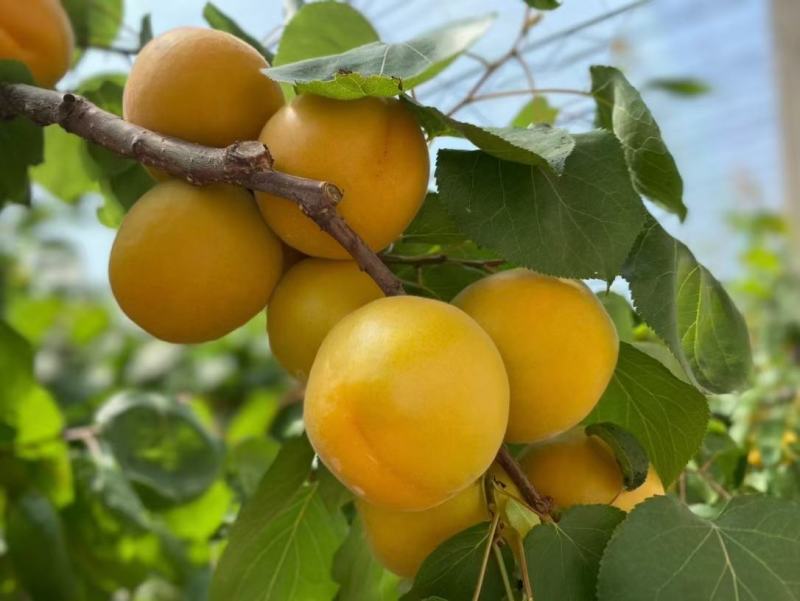 陕西大荔县温室大棚金太阳杏，凯特杏，珍珠油杏等上市