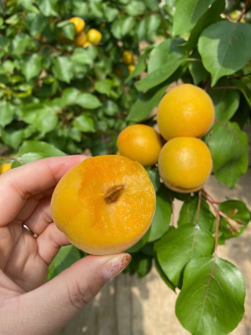 陕西大荔县温室大棚金太阳杏，凯特杏，珍珠油杏等上市