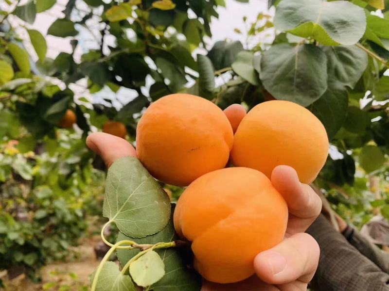 陕西大荔县温室大棚金太阳杏，凯特杏，珍珠油杏等上市