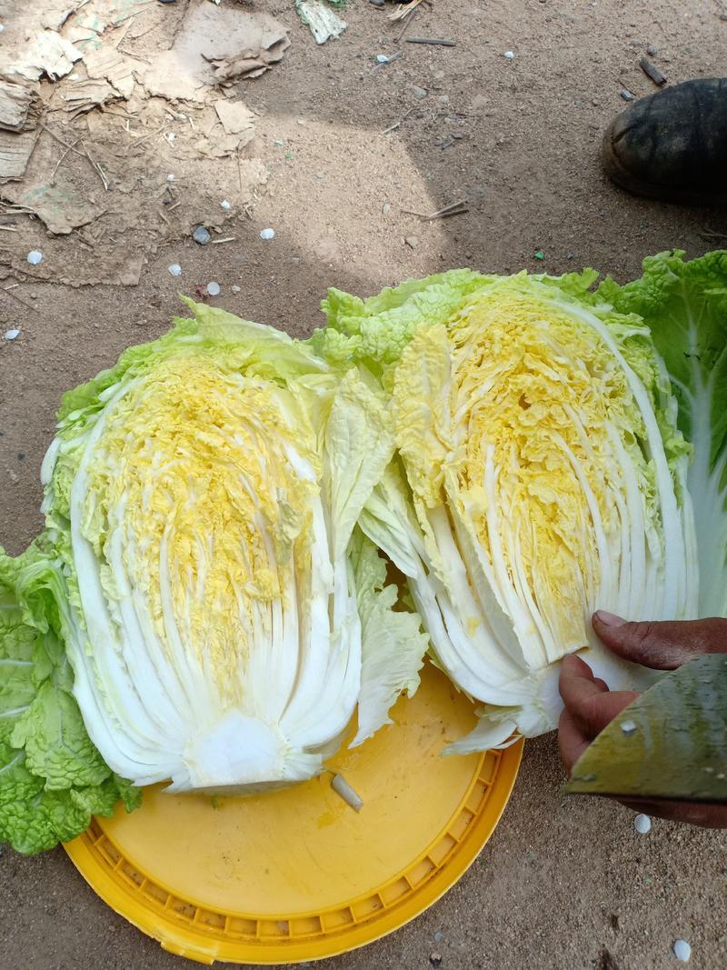 黄心白菜大量上市中，颗高20~25公分，重4~6斤。
