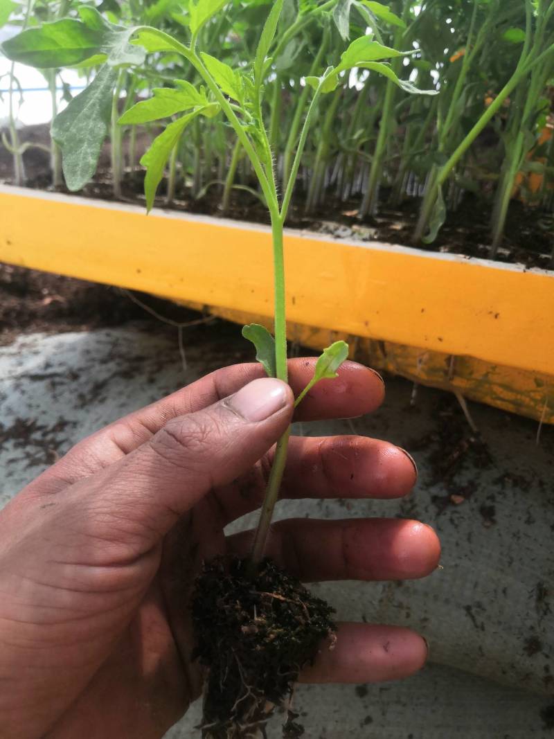 西红柿苗，茶氏育苗基地常年供应各种各样蔬菜苗，欢迎全国各