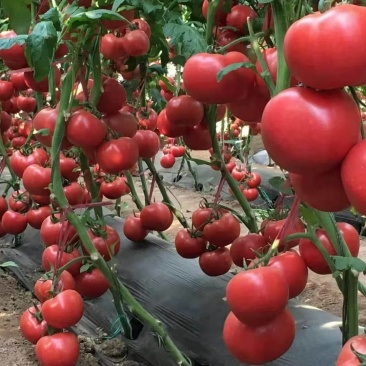 西红柿苗，茶氏育苗基地常年供应各种各样蔬菜苗，欢迎全国各