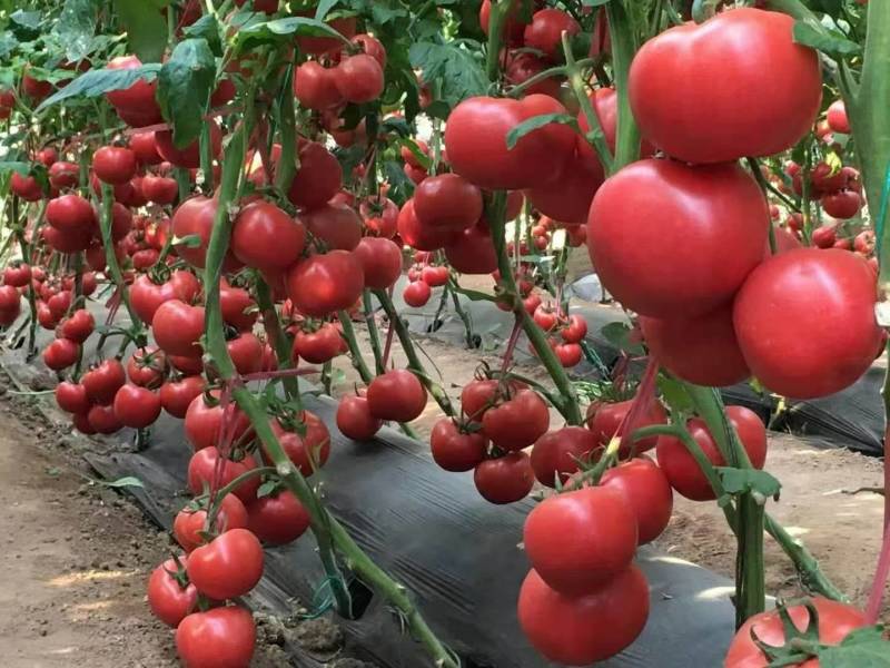 西红柿苗，茶氏育苗基地常年供应各种各样蔬菜苗，欢迎全国各
