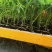 西红柿苗，茶氏育苗基地常年供应各种各样蔬菜苗，欢迎全国各