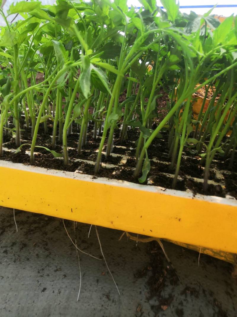 西红柿苗，茶氏育苗基地常年供应各种各样蔬菜苗，欢迎全国各