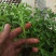 西红柿苗，茶氏育苗基地常年供应各种各样蔬菜苗，欢迎全国各