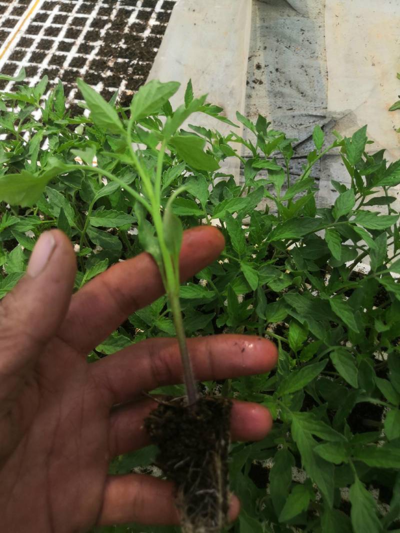 西红柿苗，茶氏育苗基地常年供应各种各样蔬菜苗，欢迎全国各