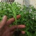 西红柿苗，茶氏育苗基地常年供应各种各样蔬菜苗，欢迎全国各