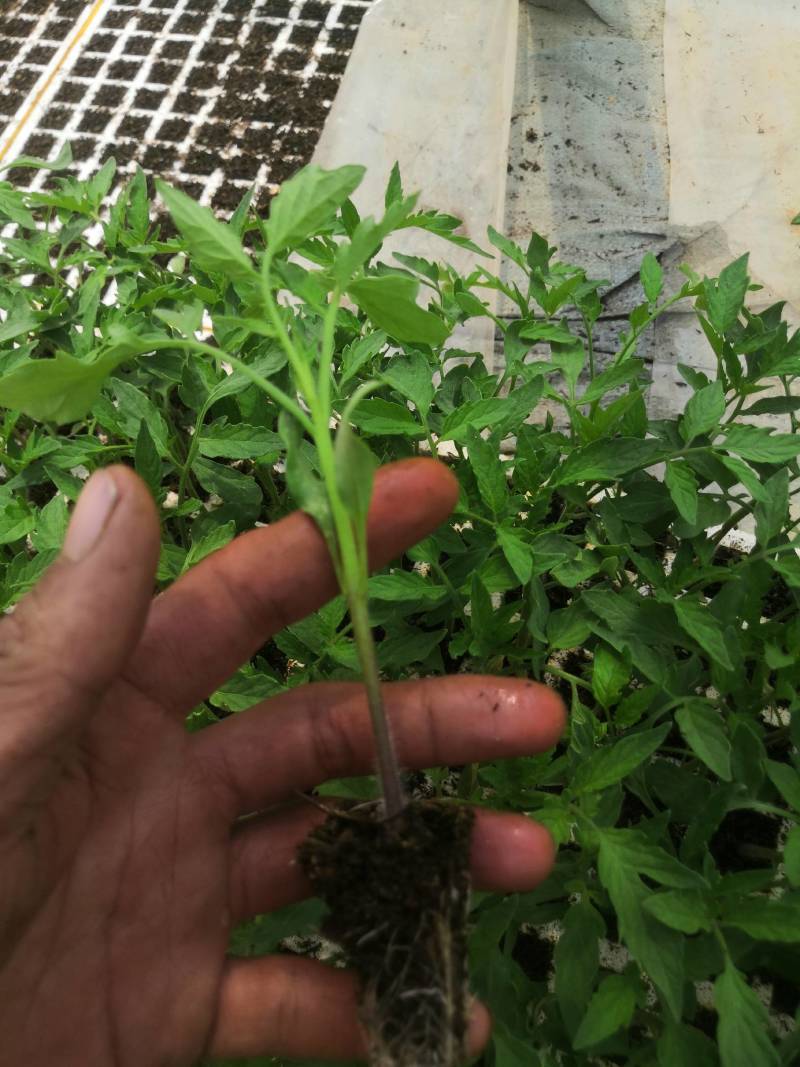 西红柿苗，茶氏育苗基地常年供应各种各样蔬菜苗，欢迎全国各