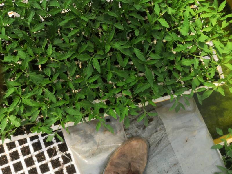 西红柿苗，茶氏育苗基地常年供应各种各样蔬菜苗，欢迎全国各