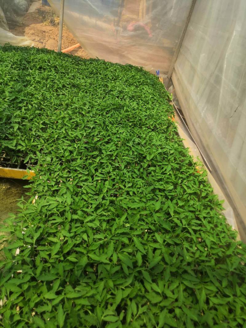 西红柿苗，茶氏育苗基地常年供应各种各样蔬菜苗，欢迎全国各