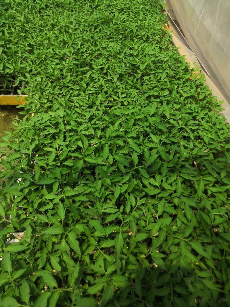 西红柿苗，茶氏育苗基地常年供应各种各样蔬菜苗，欢迎全国各