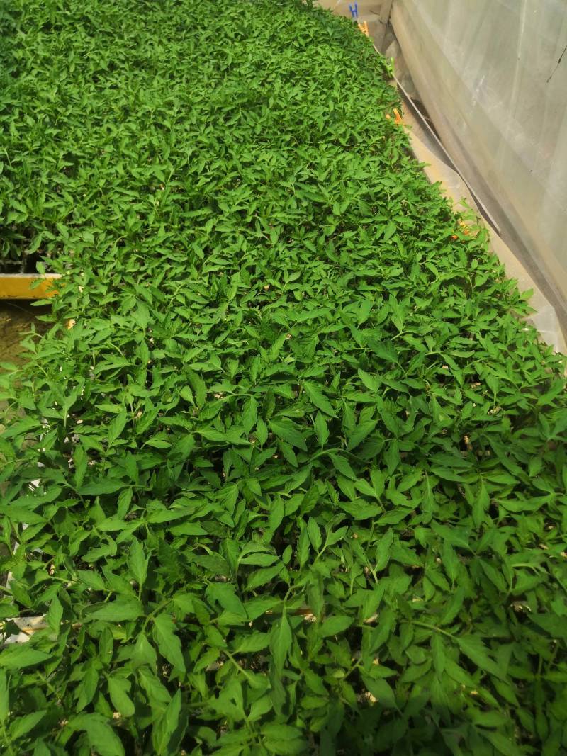 西红柿苗，茶氏育苗基地常年供应各种各样蔬菜苗，欢迎全国各