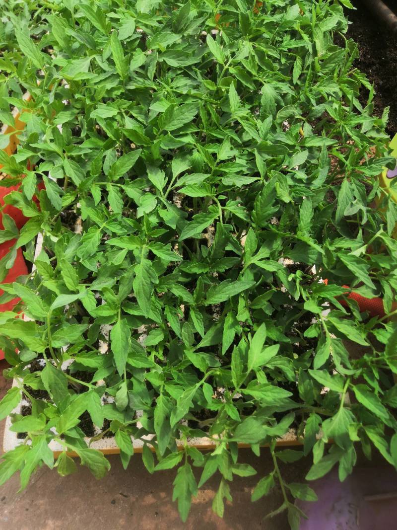 西红柿苗，茶氏育苗基地常年供应各种各样蔬菜苗，欢迎全国各
