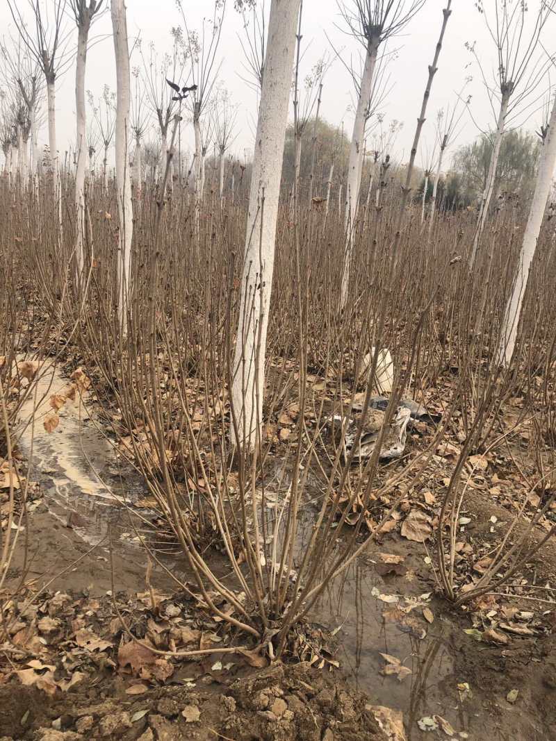 丛生丁香道路绿化工程绿化庭院绿化小区绿化