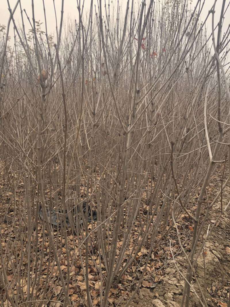 丛生丁香道路绿化工程绿化庭院绿化小区绿化