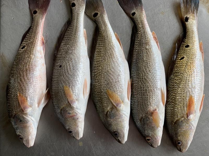 百花鱼，红古鱼，拥有强大生产力，品质保证，当天活鱼发货