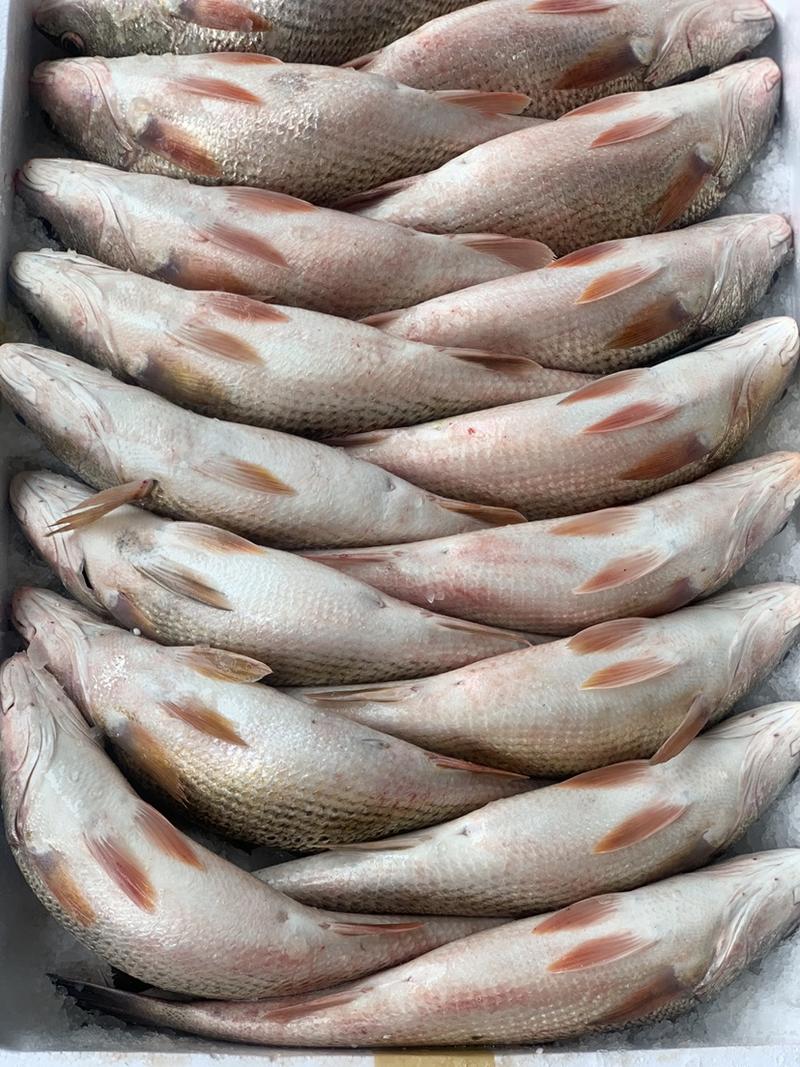 百花鱼，红古鱼，拥有强大生产力，品质保证，当天活鱼发货
