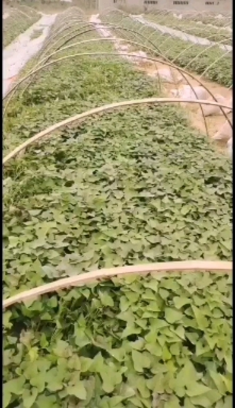 商署苗/西瓜红红薯苗/红薯苗/烟署苗/脱毒红薯苗全国发货