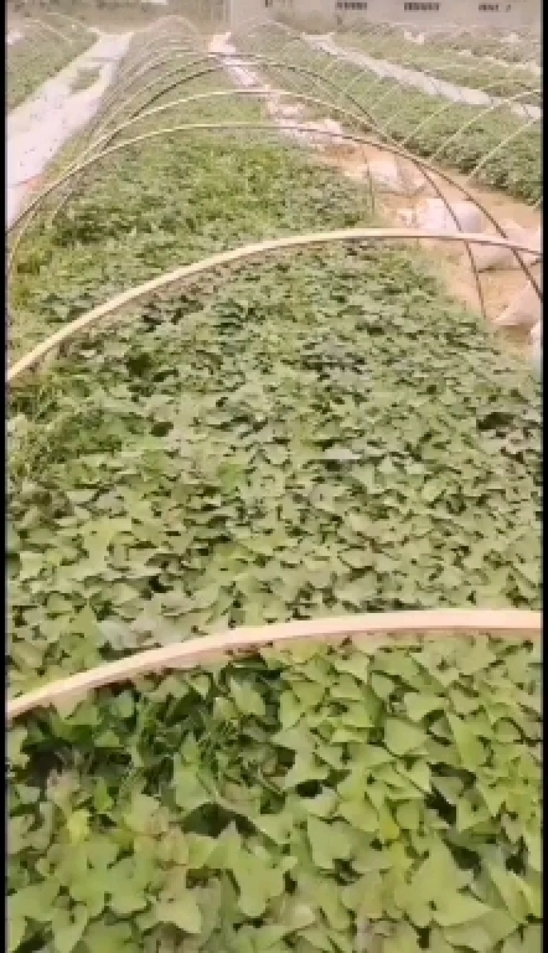 商署苗/西瓜红红薯苗/红薯苗/烟署苗/脱毒红薯苗全国发货