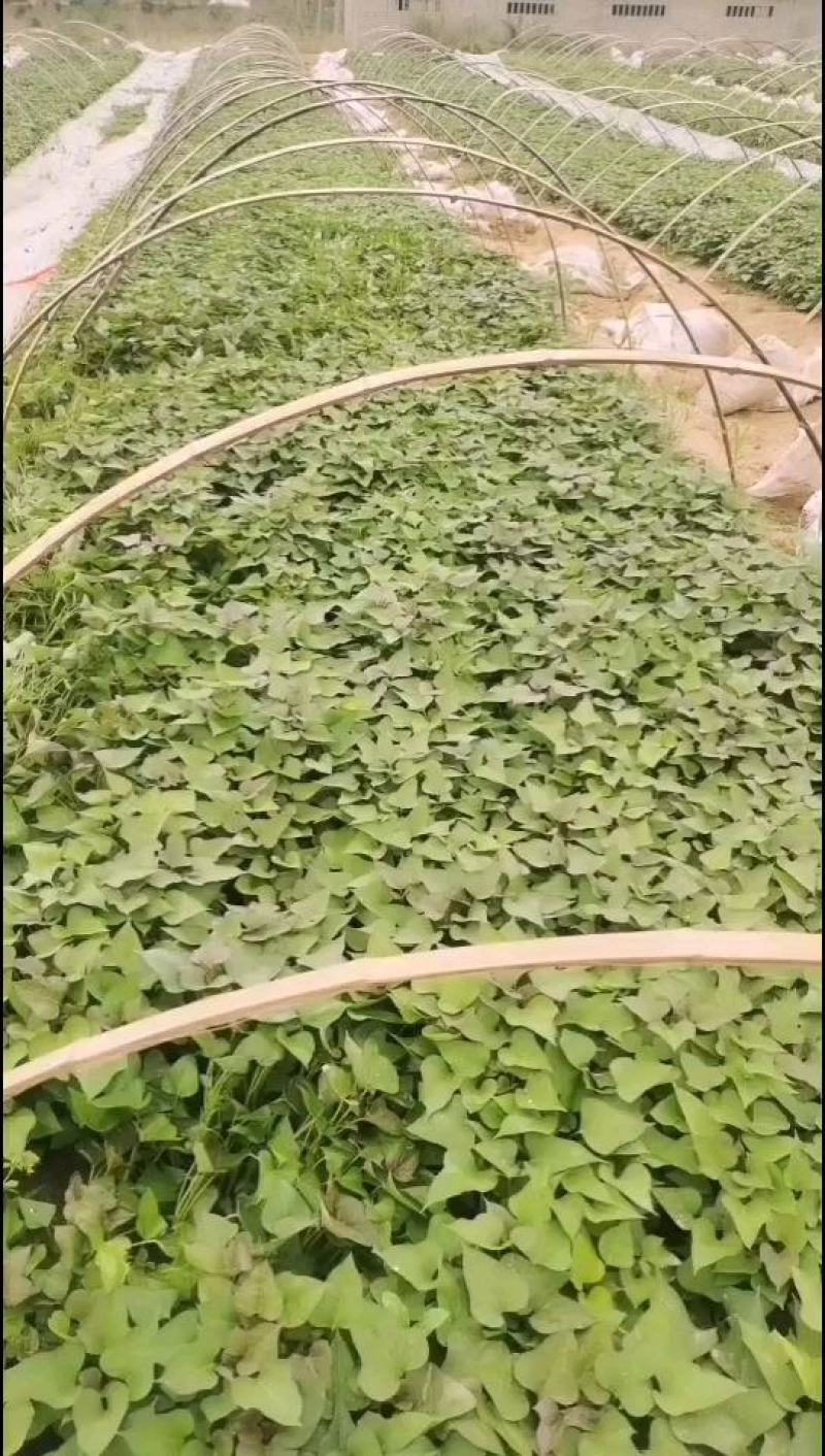 商署苗/西瓜红红薯苗/红薯苗/烟署苗/脱毒红薯苗全国发货