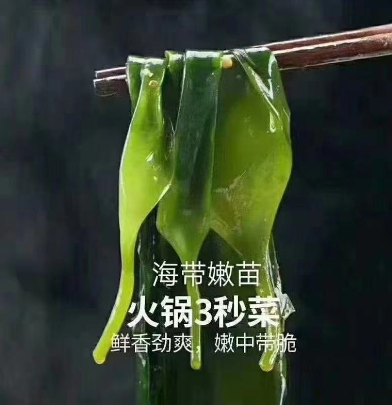 新品推荐海带苗，很好吃的一款食材