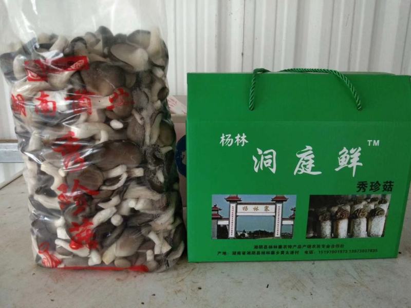 “杨林洞庭鲜”袖珍菇/姬菇/小平菇/脆嫩鲜香/基地直供
