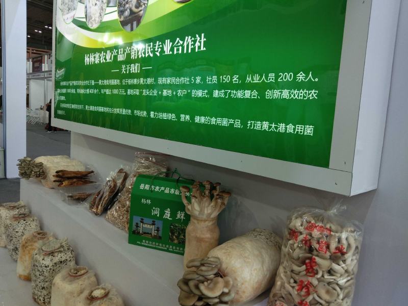“杨林洞庭鲜”袖珍菇/姬菇/小平菇/脆嫩鲜香/基地直供