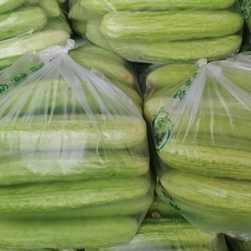 湖北荆州白玉黄瓜大量上市了
