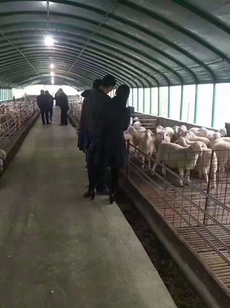 水果大棚养殖大棚来图预算售后服务全国接单