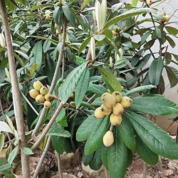 枇杷树苗嫁接早钟6号