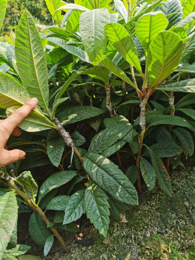 枇杷树苗嫁接早钟6号