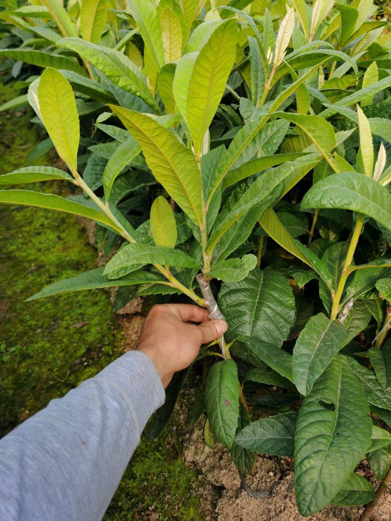 枇杷树苗嫁接早钟6号