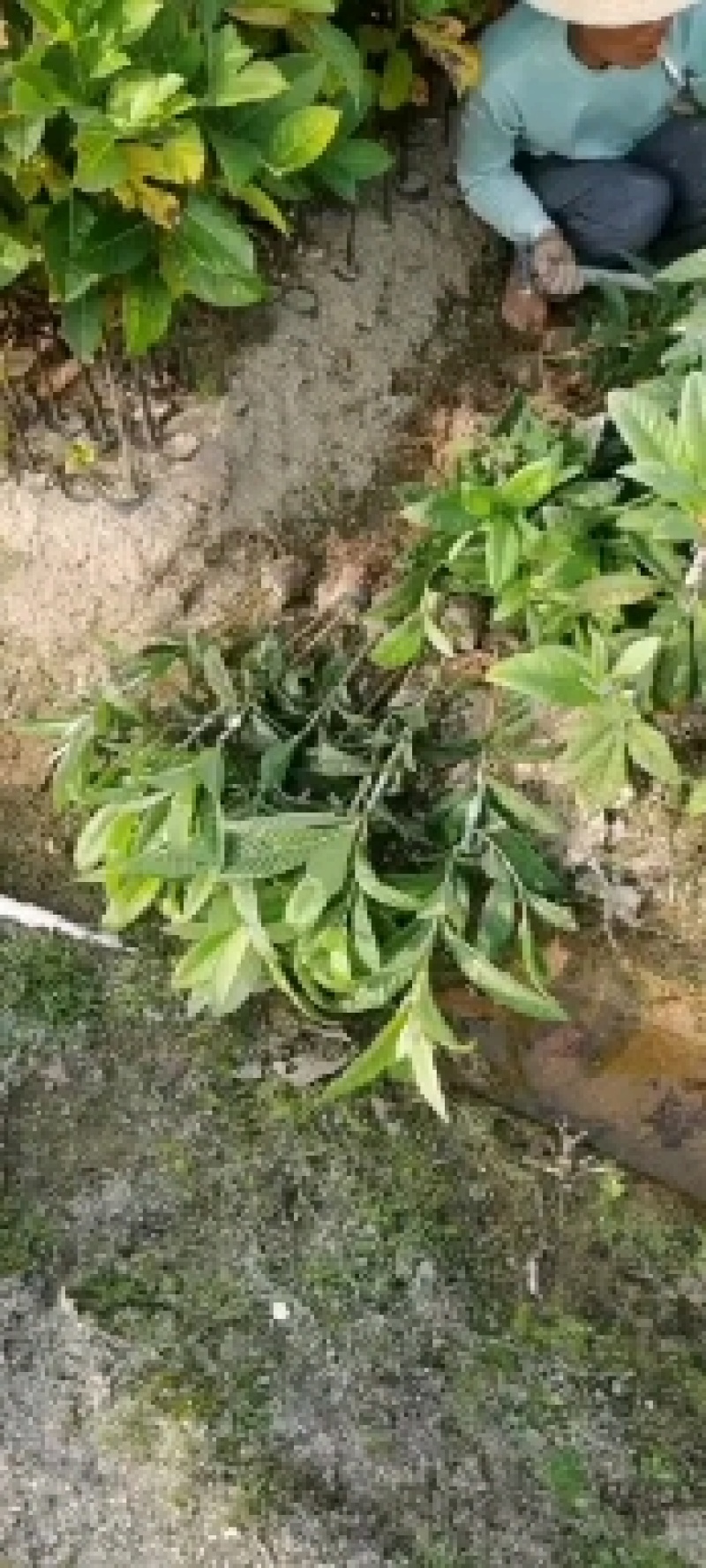 枇杷树苗嫁接早钟6号品种