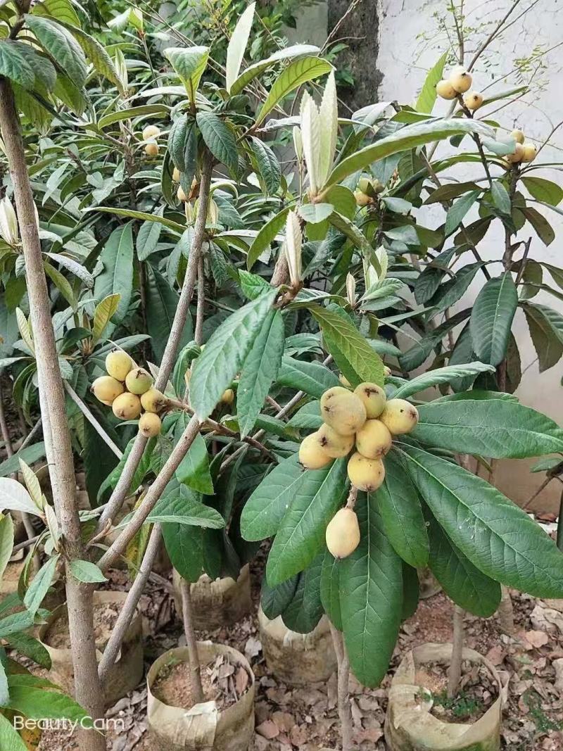 枇杷树苗嫁接早钟6号品种