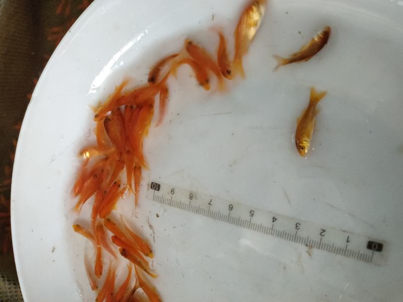 红鲤鱼苗红鲤鱼苗鱼场直供欢迎来电订购