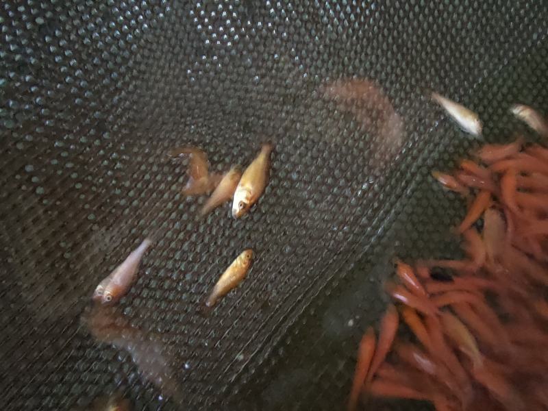红鲤鱼苗红鲤鱼苗鱼场直供欢迎来电订购